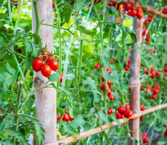 Planta de tomates en parcela agrícola.