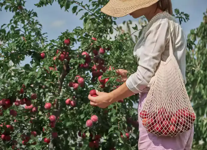 Mujer cosecha en su parcela agrícola.